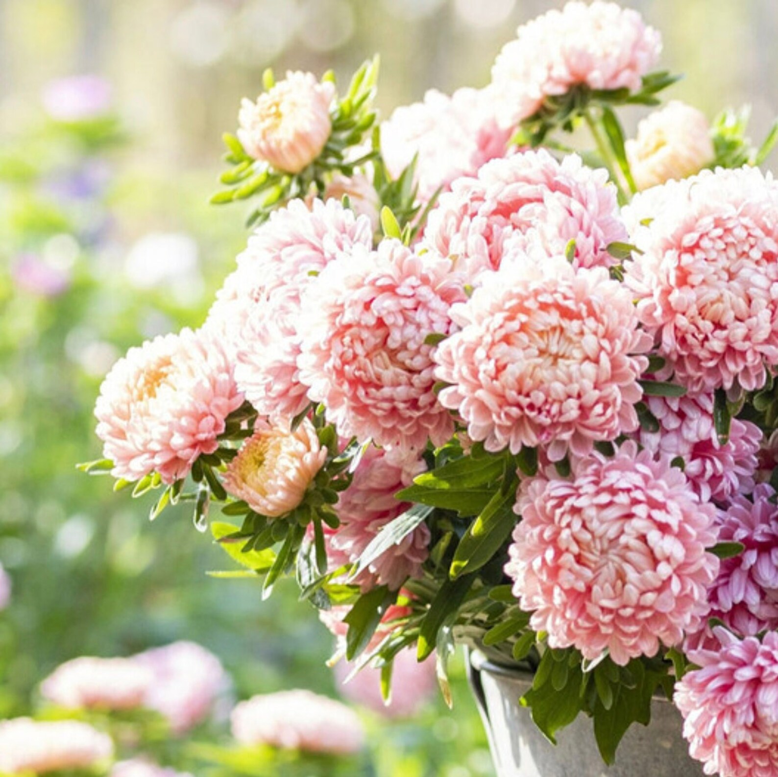 Duchess Peony Aster Seeds Apricot Peony Asters 150 Seeds // | Etsy