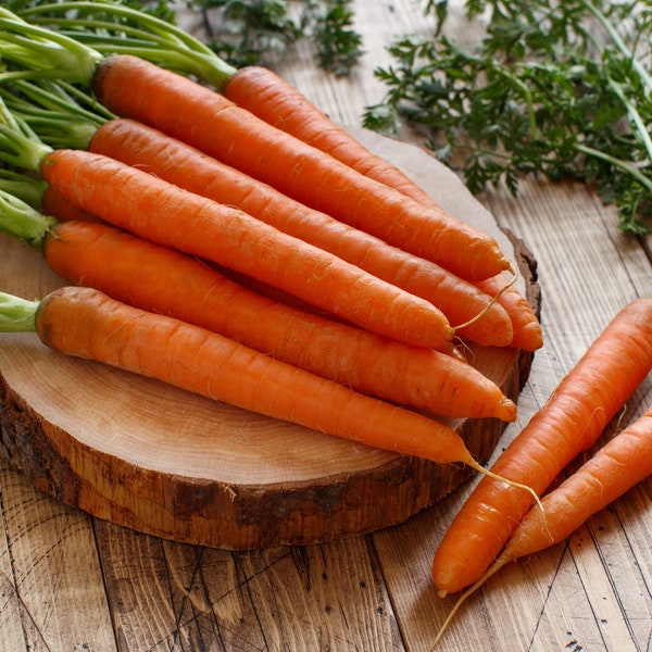 Tendersweet Carrot Seeds, 1000 seeds carrots // Heirloom, Non GMO, daucus carota