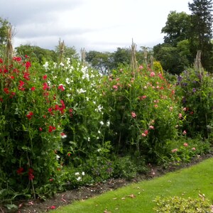 May include: A row of garden trellises with various colored flowers growing up them. The flowers are red, white, pink, and purple. The trellises are made of wood and are covered in vines.