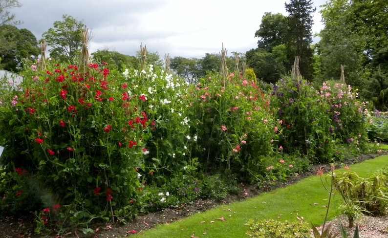 May include: A row of garden trellises with various colored flowers growing up them. The flowers are red, white, pink, and purple. The trellises are made of wood and are covered in vines.
