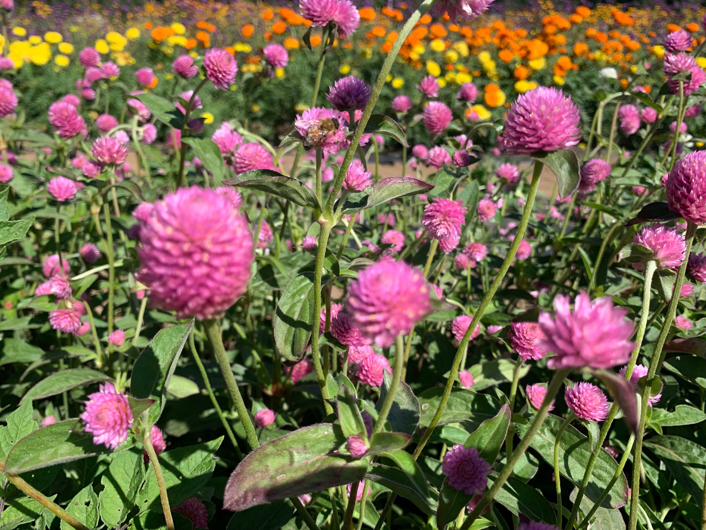 Audray Pink Gomphrena Seeds Pink Globe Amaranth 50 Seeds // Etsy