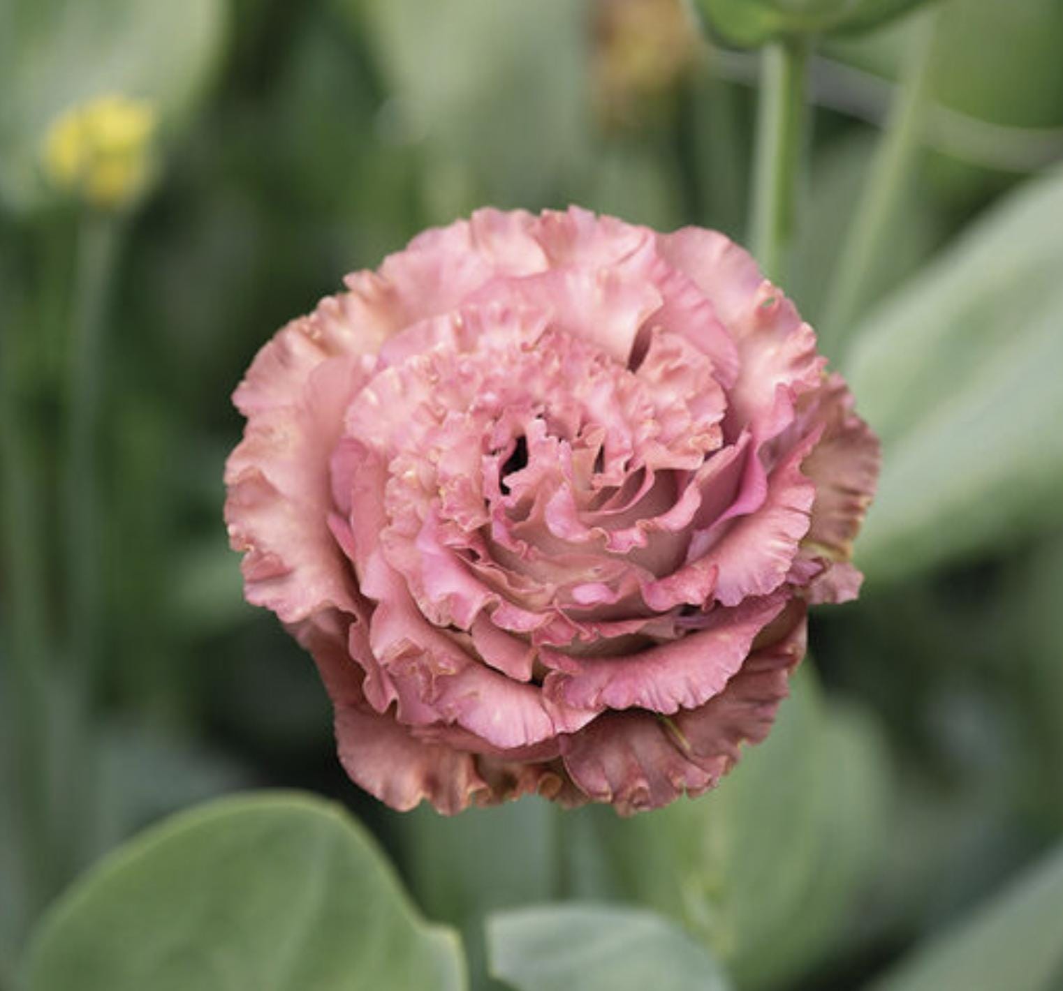 Rosanne 2 Terracotta (F1) Lisianthus Seeds, Eustoma Grandiflorum