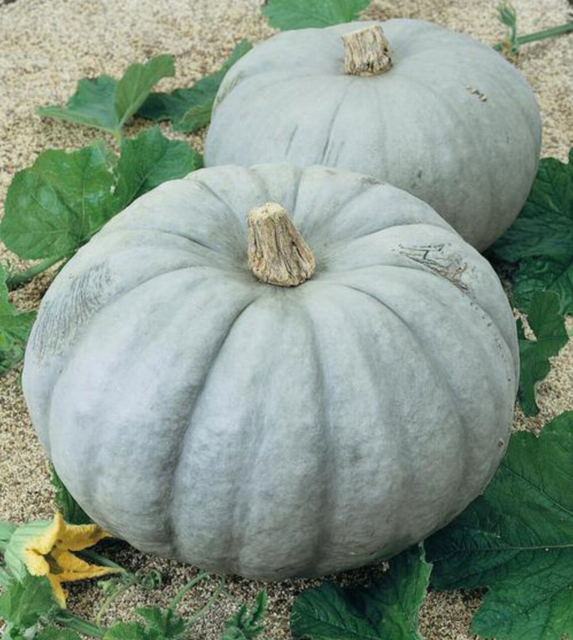 Blue Jarrahdale Pumpkin Seeds Cinderella Pie Pumpkins 20 Etsy UK