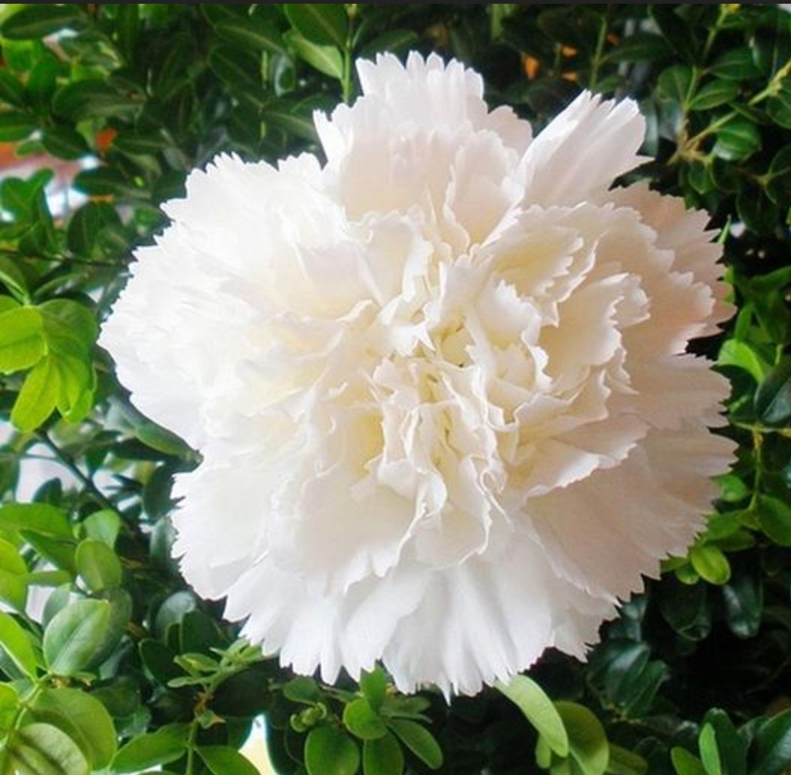 Jeanne Dionis Carnation Flower Seeds White Carnations 100 Etsy