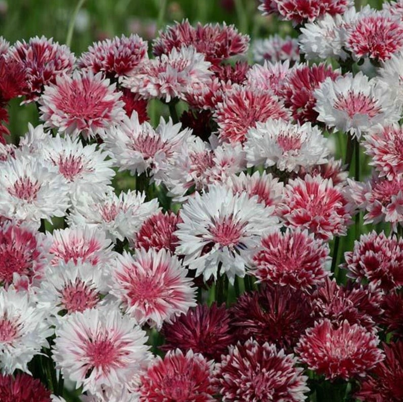 Classic Romantic Bachelor Buttons Seeds Bi Color Pink White Etsy