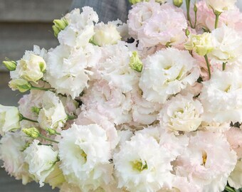 Voyage 2 First Love Lisianthus Seeds, White Blush Eustoma grandiflorum (25 Pelleted Seeds)