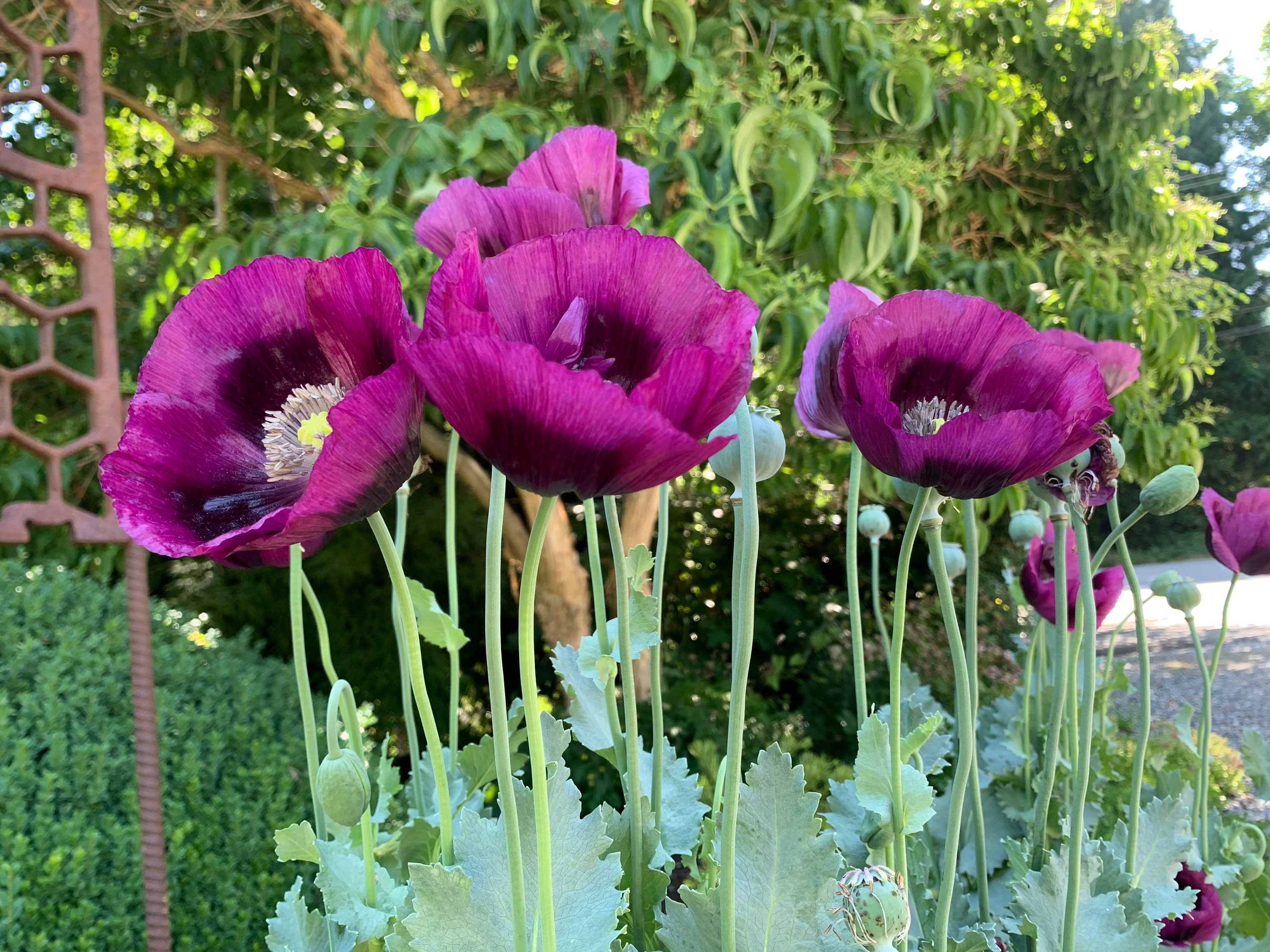 Laurens Grape Poppy Seeds Large Purple Poppies Poppy Flower Etsy