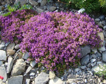 Creeping Thyme Seeds, Mother-of-Thyme // Heirloom, Non-GMO, Herb Garden, Thymus serpyllum