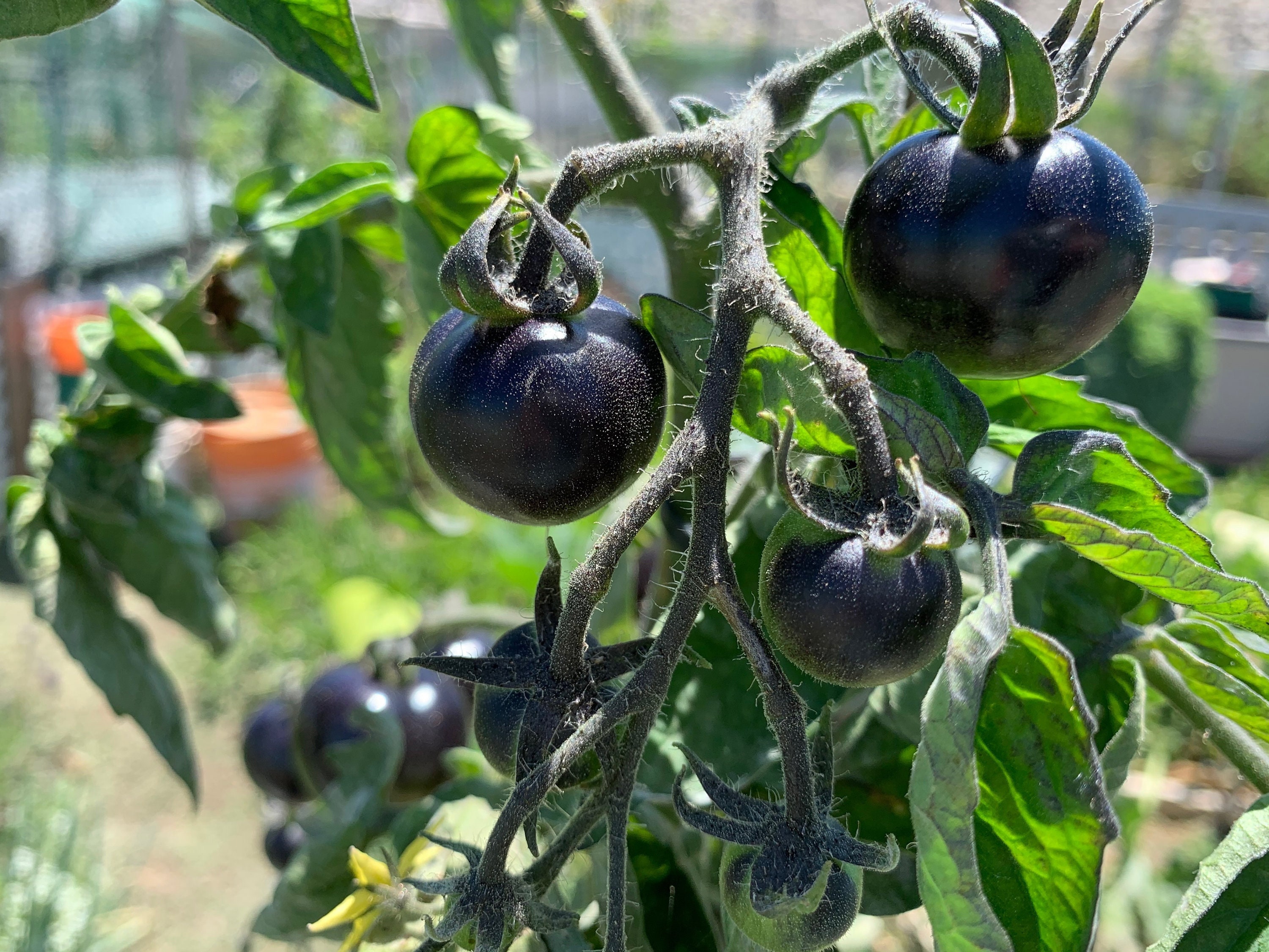 Indigo Rose Tomato