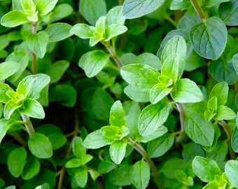 Organic Italian Oregano Seeds // Heirloom, Non-GMO, Herb Garden, Origanum vulgare