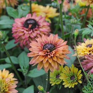 Rudbeckia Caramel Mix Seeds, Gloriosa Daisies, Sahara Rudbeckia, 25 Seeds // Non-GMO, Rudbeckia hirta