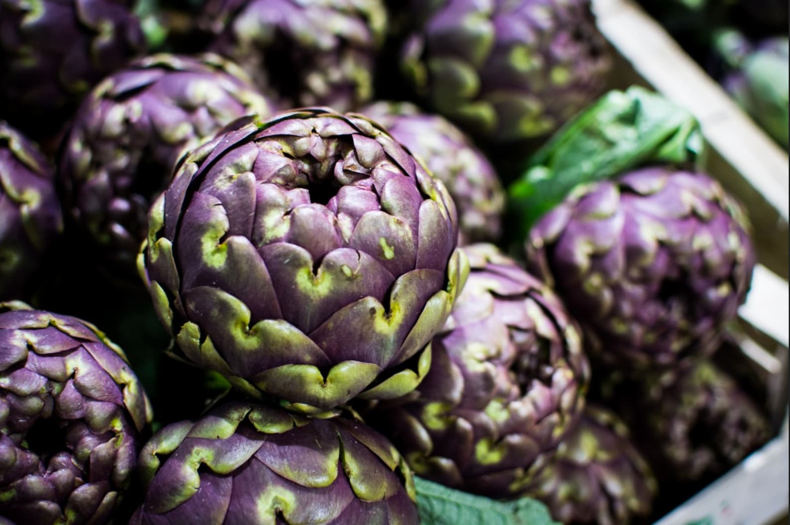 Purple Italian Globe Artichoke Seeds 25 Seeds // Heirloom Etsy