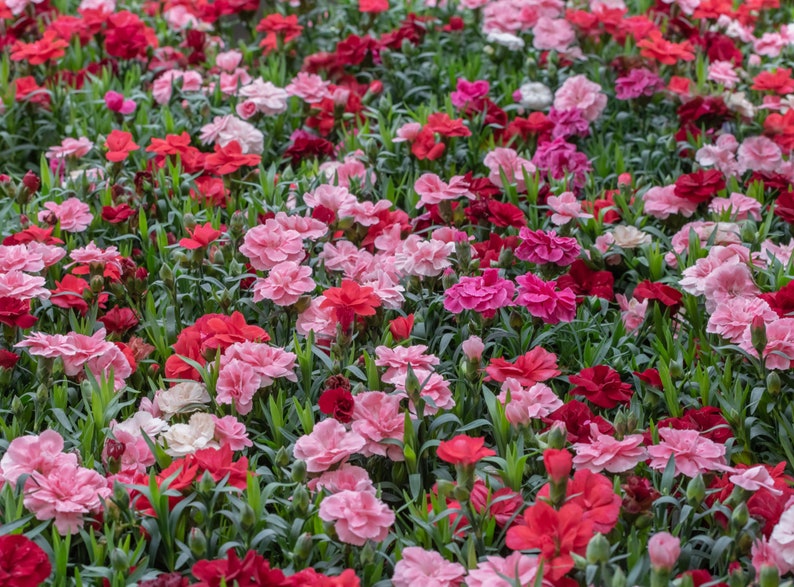 Clove Carnation Flower Seeds, Chabaud Mix, 400 Seeds // Non-GMO, Dianthus caryophyllus image 4