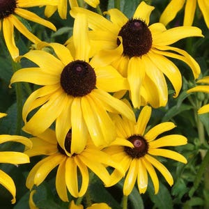 Black Eyed Susan Seeds, Yellow Rudbeckia Wildflowers // Non-GMO, Rudbeckia hirta