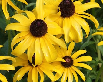 Black Eyed Susan Seeds, 2k Count, Yellow Rudbeckia Wildflowers