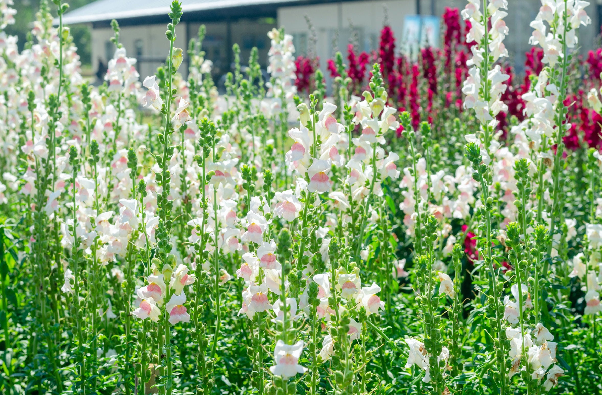 Appleblossom Snapdragon Seeds Potomac Appleblossom F1 50 Etsy