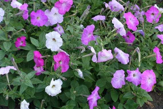 Semillas Mixtas de Petunia Petunias Enanas Colores Sólidos - Etsy México Semillas Mixtas de Petunia Petunias Enanas Colores Sólidos - Etsy México