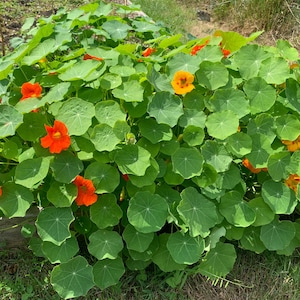Trailing Nasturtium Mix Seeds, Nasturtiums // Non-GMO, Edible Flowers, Tropaeolum majus