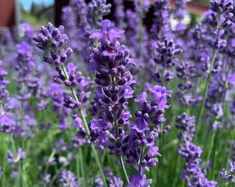 Munstead Lavender Seeds, 100 Count