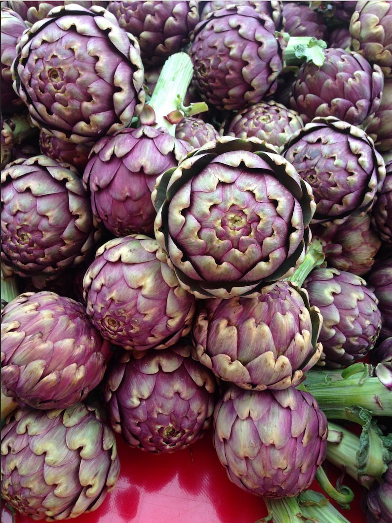 Purple Italian Globe Artichoke Seeds 25 Seeds // Heirloom Etsy