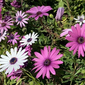Cape Daisy Mix Seeds, Purple, Pink and White African Daisies, Osteospermum Flowers // Open Pollinated, Non-GMO, Osteospermum ecklonis