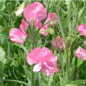 Royal Choice Salmon Pink Sweet Peas, Light Pink Sweet Pea Flowers // Open-Pollinated, Non-GMO, Lathyrus odoratus