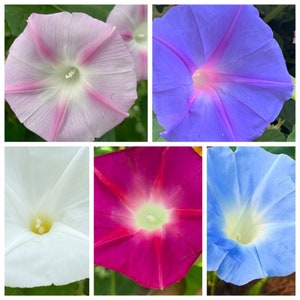 Morning Glory Seeds, 50 Mixed Morning Glories Seeds // Non-GMO, ipomoea purpurea