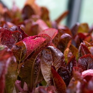 Super Red Romaine Lettuce Seeds // Heirloom, Non GMO, lactuca sativa