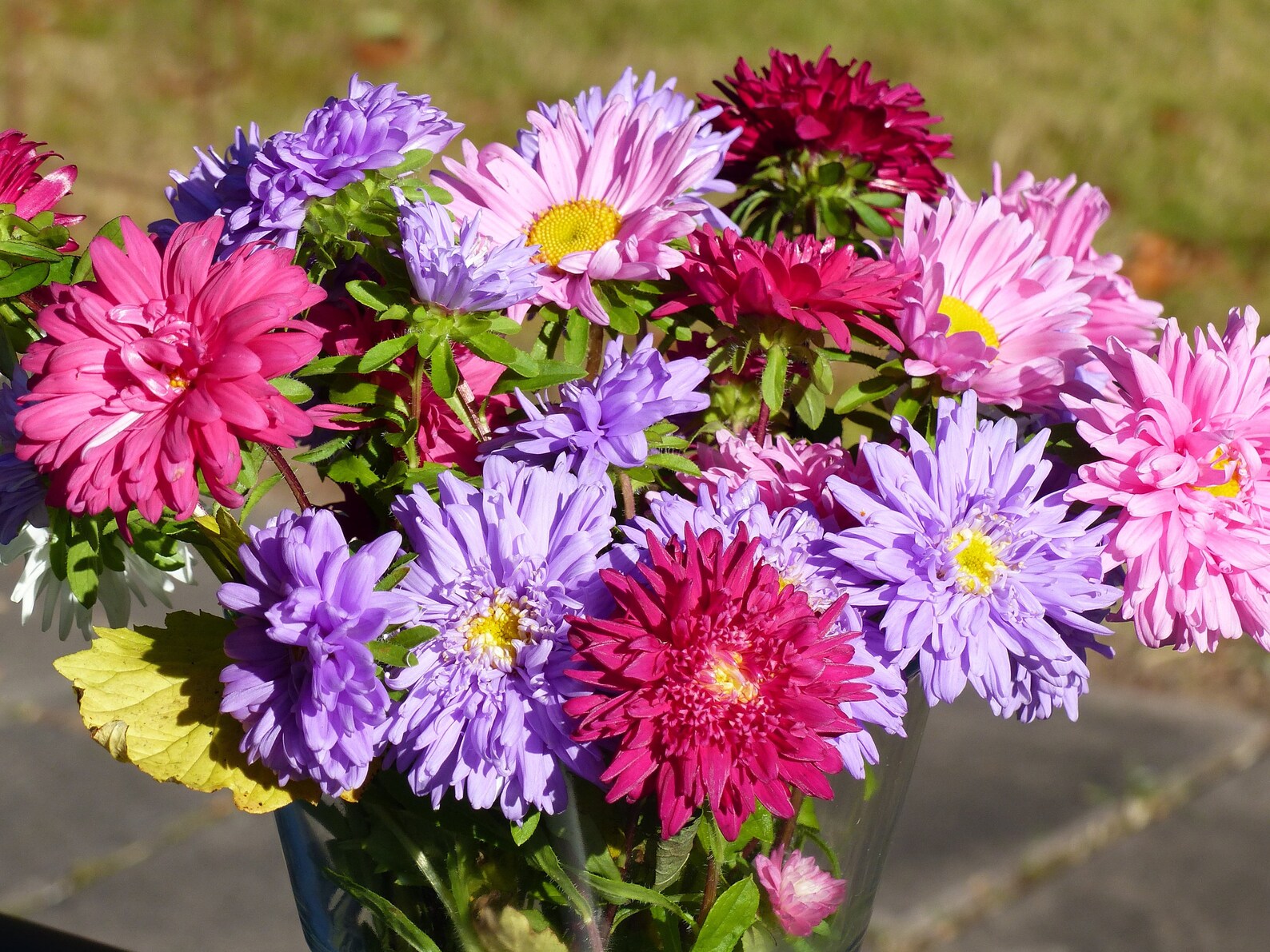 Powder Puff Aster Seeds Flower Seeds Mixed Colors 1000 Seeds Etsy