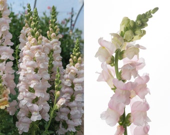 Costa Silver Snapdragon Seeds, Costa Silver F1 Snapdragons, 50 Flower Seeds // Open Pollinated, Non-GMO, antirrhinum majus