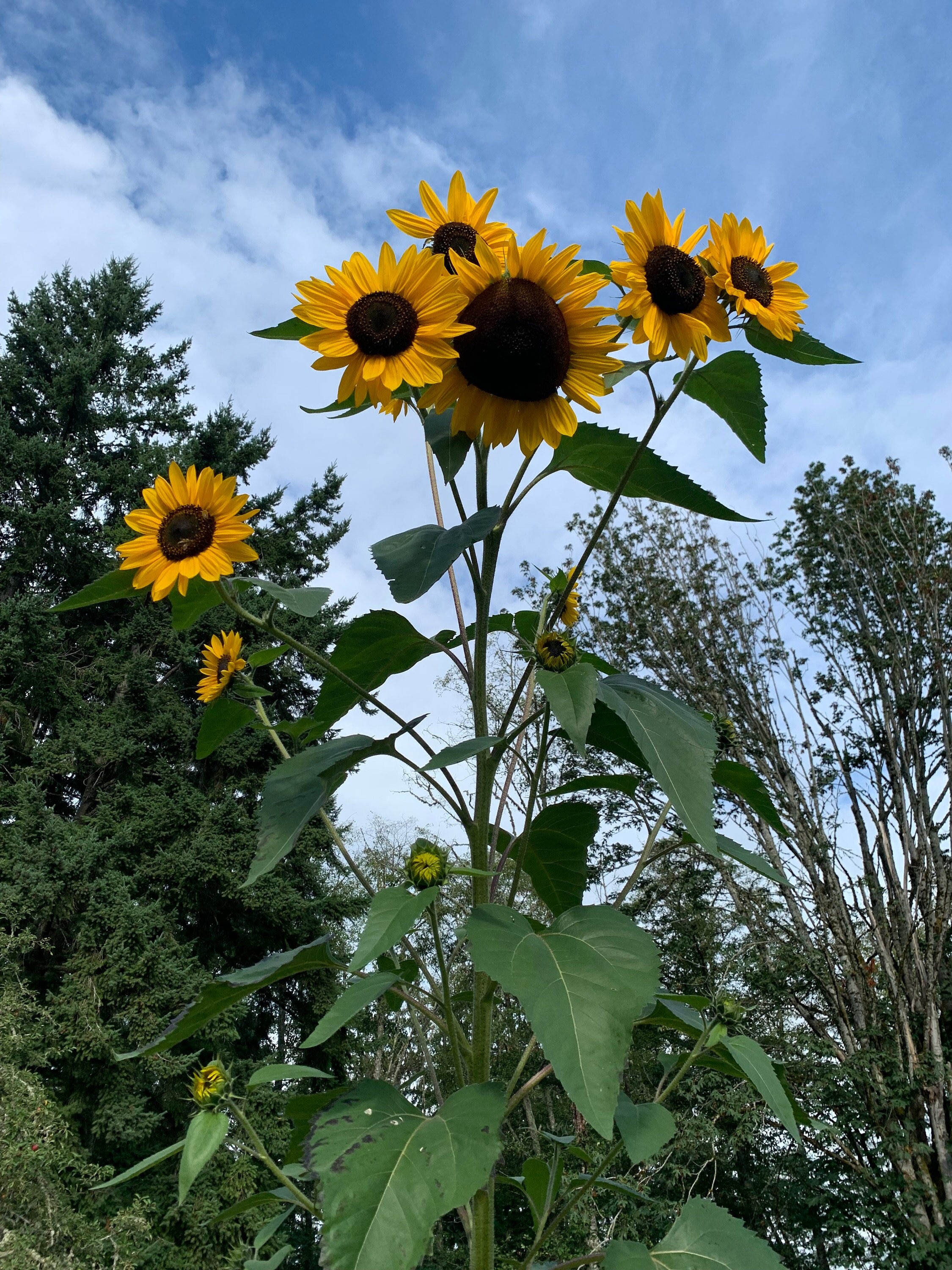 Henry Wilde Sunflower Seeds, Yellow Sunflowers, 7-10