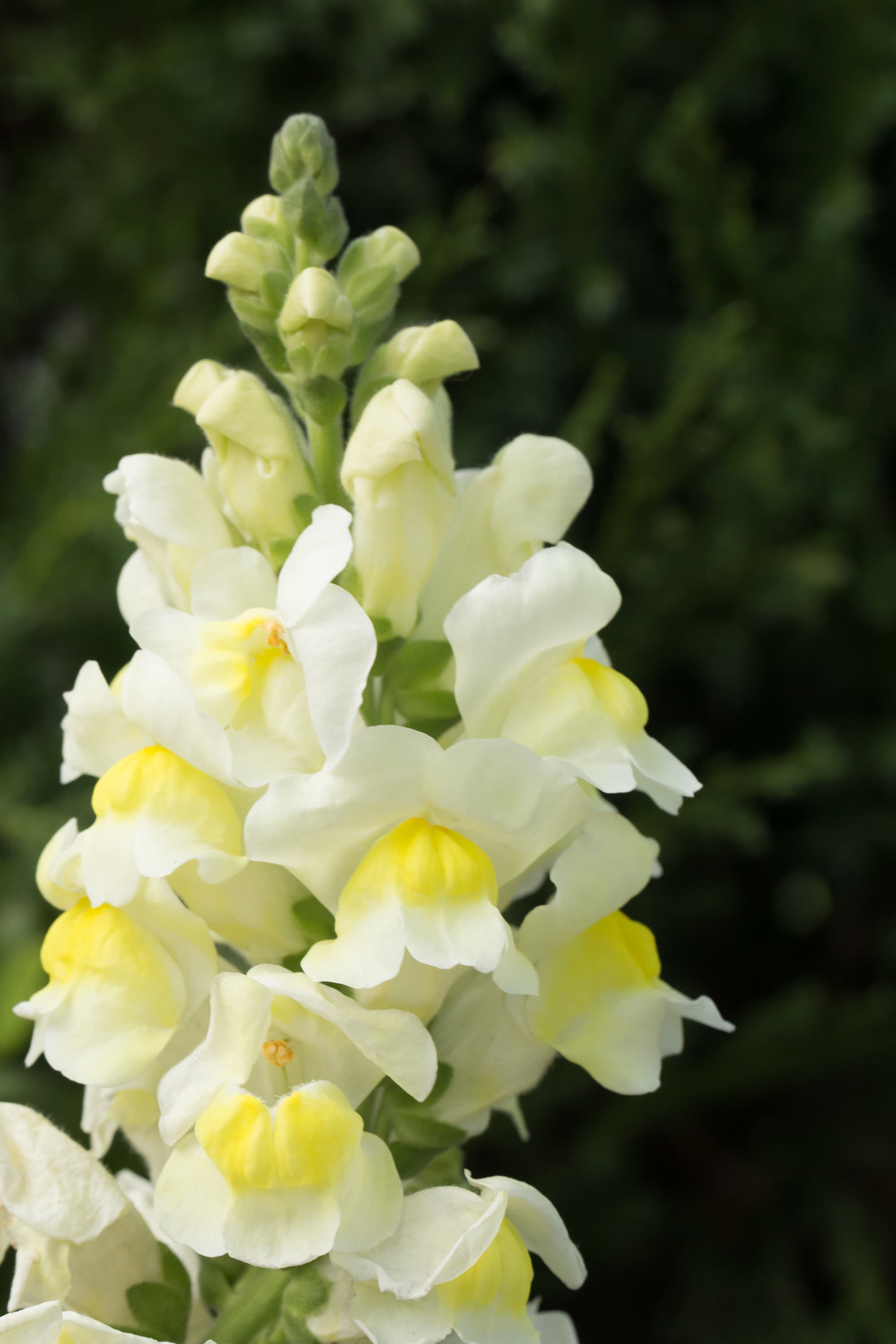 Celso×Yellow Moon×Dragon Claw Sporeling① Orleans Early Lemon Yellow F1 Snapdragon Seeds, Pastel Yellow