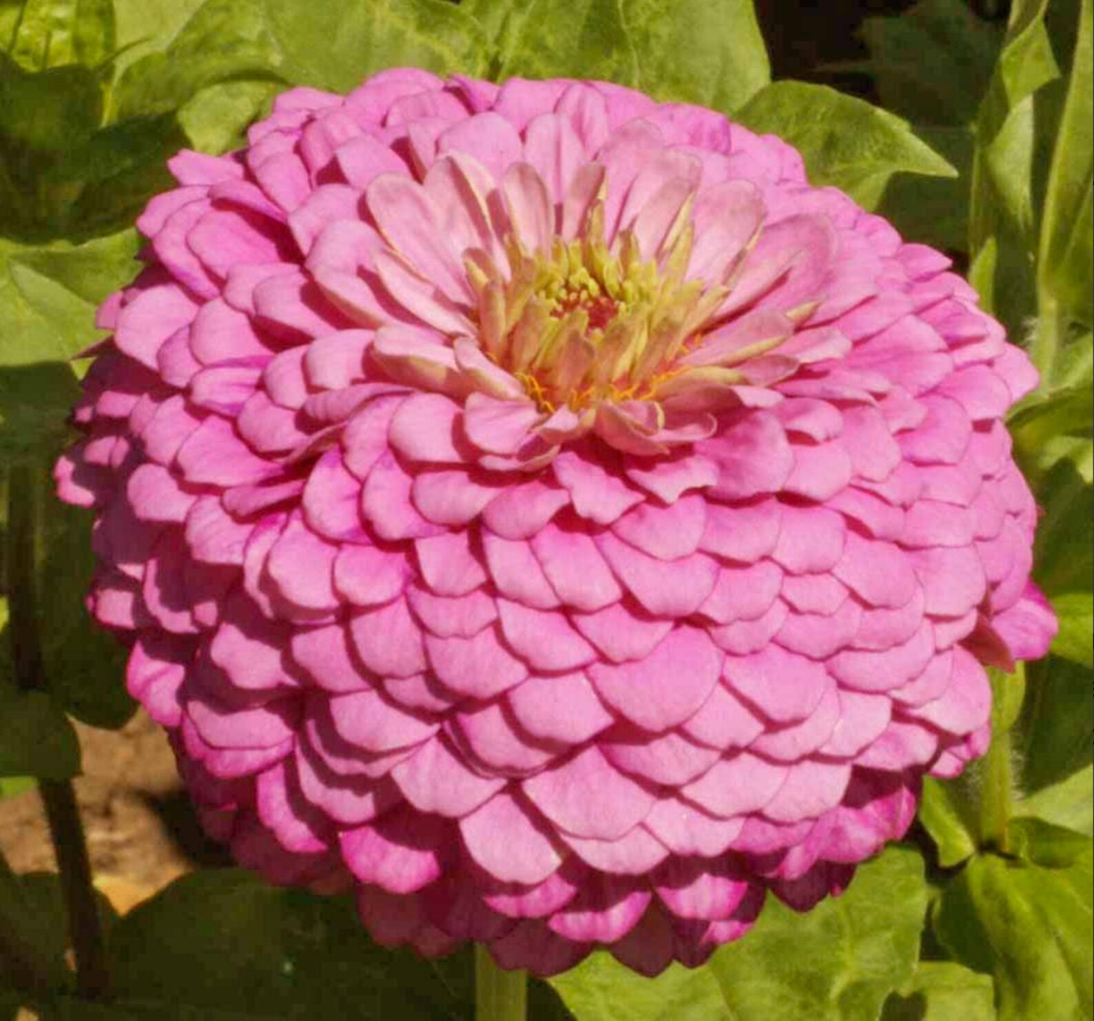 Zinnia Seeds Luminosa Light Pink Zinnias 100 Seeds // Etsy