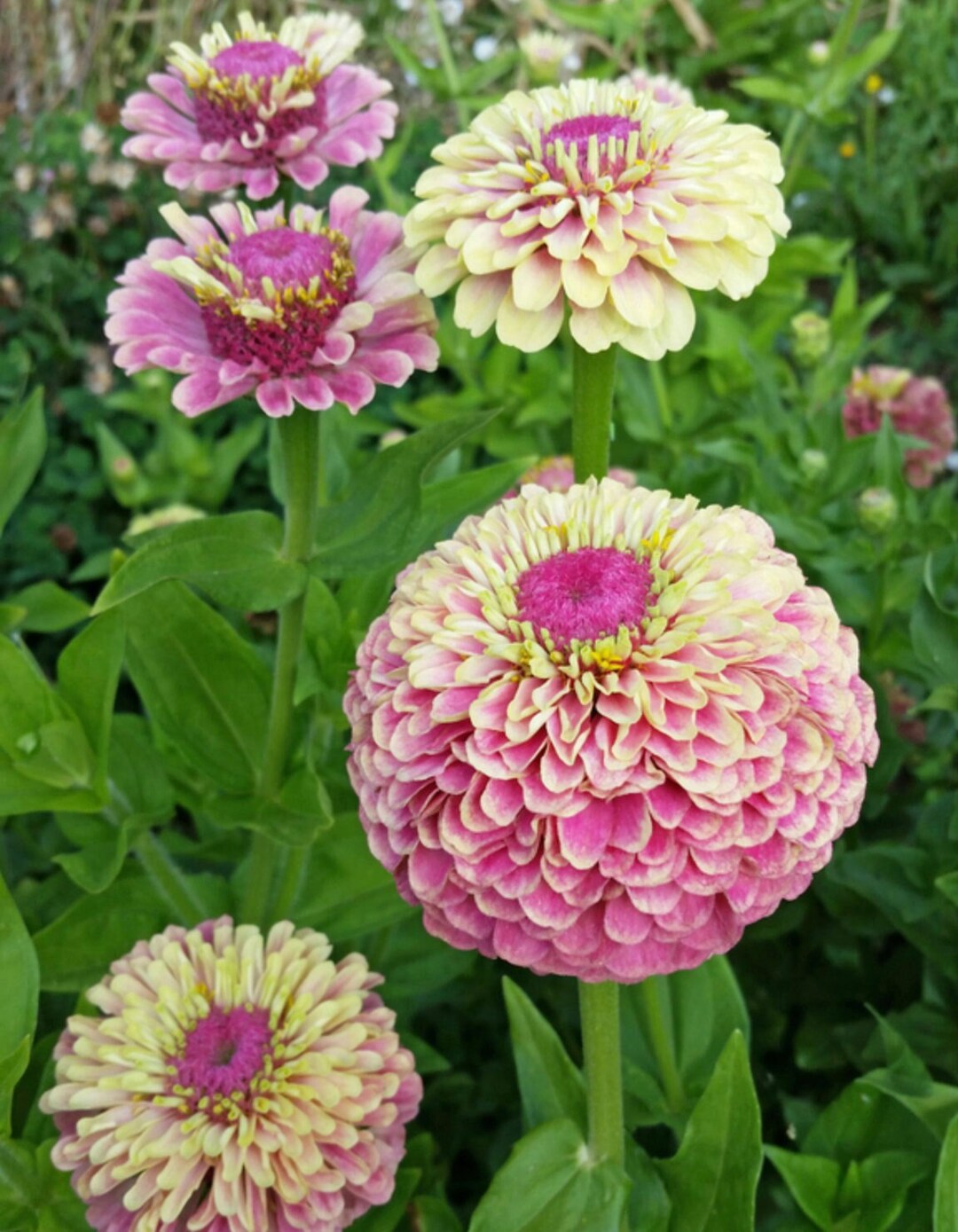 Queeny Lime Blush Zinnia Seeds, Queen Lime Blush // Nongmo, Zinnia