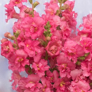 Madame Butterfly Rose F1 Snapdragon Seeds // Open Pollinated, Non-GMO, Antirrhinum majus