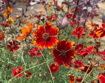 Tickseed 'crazy Cayenne' Fiery Sunset-orange-red Flowers Atop