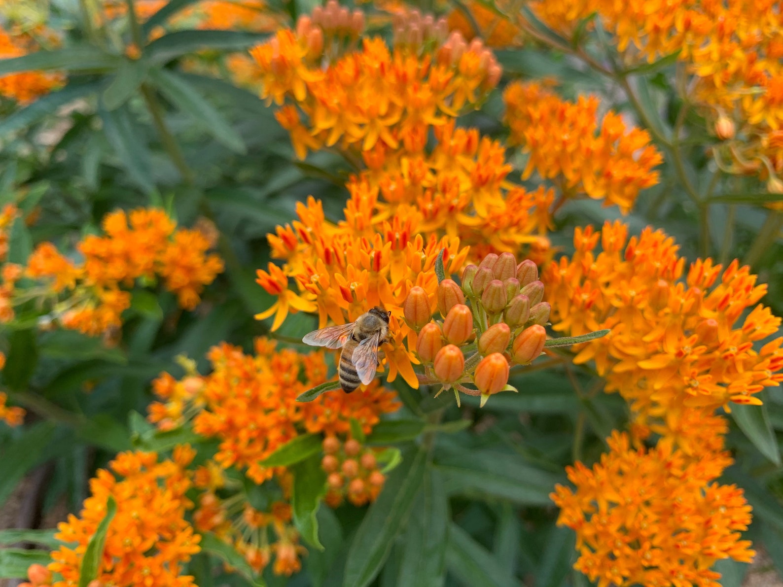 Orange Butterfly Milkweed Seeds 100 Seeds Monarch Butterfly Etsy