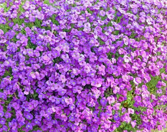 May include: A close-up view of a field of purple flowers. The flowers are in full bloom and cover the entire image.