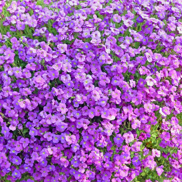 Purple Rockcress Seeds, Violet-Purple to Pink Trailing Groundcover Flowers // Non-GMO, Aubrieta deltoidea