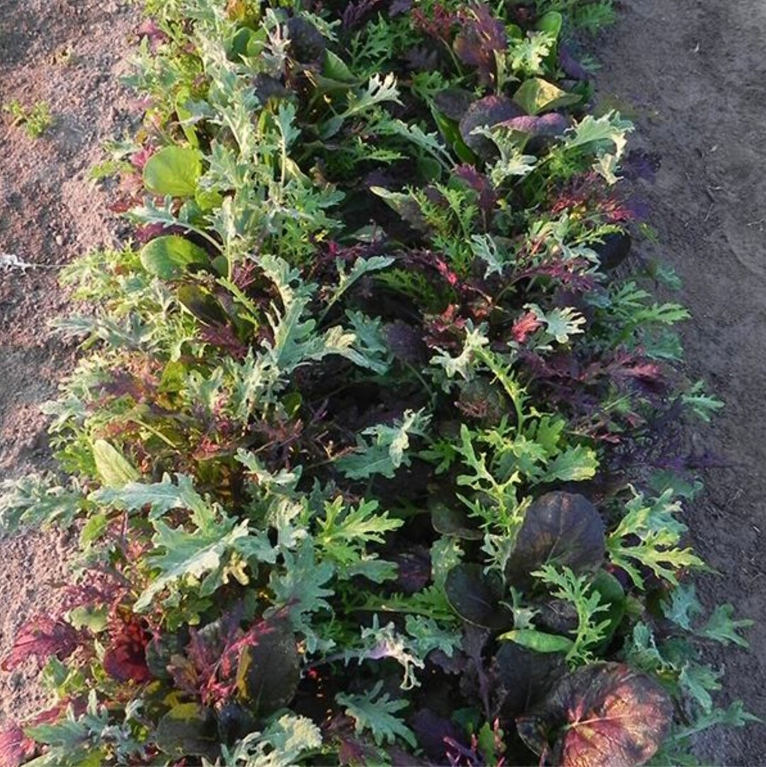 Brassica Mix Lettuce Seeds, Mild & Wild Brassica Mix, Mixed Leaf