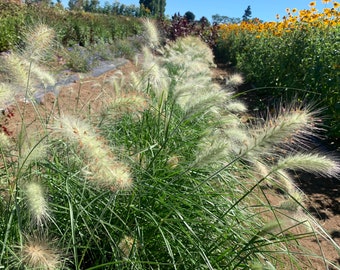 Feathertop Ornamental Grass Seeds, 25 Count