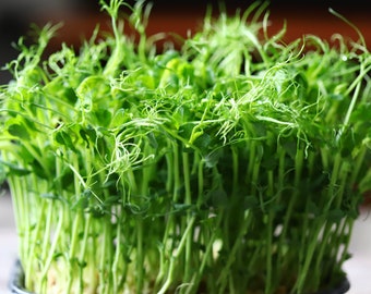 Dun Pea Microgreens, Pea Shoots // Organic, Hydroponic or Soil, Non GMO, pisum sativum