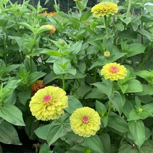 Queeny Lime Blush Zinnia Seeds, Queen Lime Blush // Non-gmo, Zinnia ...