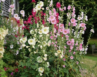Hollyhock Seeds, Single Mixed Hollyhocks, Non-GMO, Alcea rosea