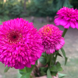 Cresto ! Graines de fleurs de zinnia violet, zinnias à fleurs pourpres scabiosa // sans OGM, Zinnia elegans