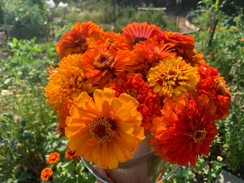 SilverlakeSeedCo Zinnia Seeds - Thumbnail 4