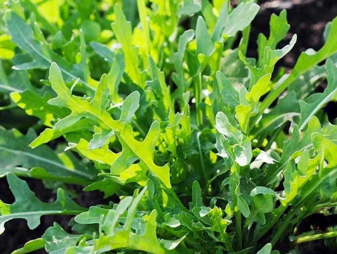 Wild Arugula Seeds 1400 Rocket Arugula Seeds // Heirloom Etsy