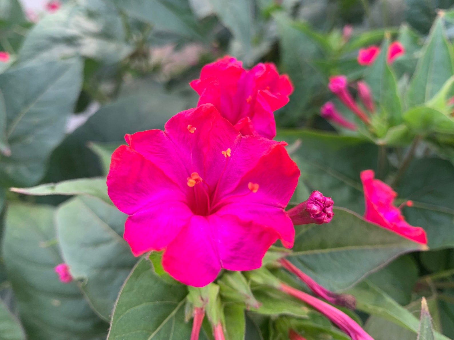 Rose Four O'clock Seeds Vibrant Pink 4 O'clock Etsy