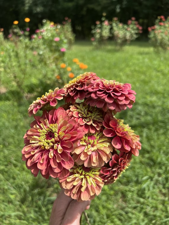 Queeny Lime Red Zinnia Seeds Pink and Series Etsy