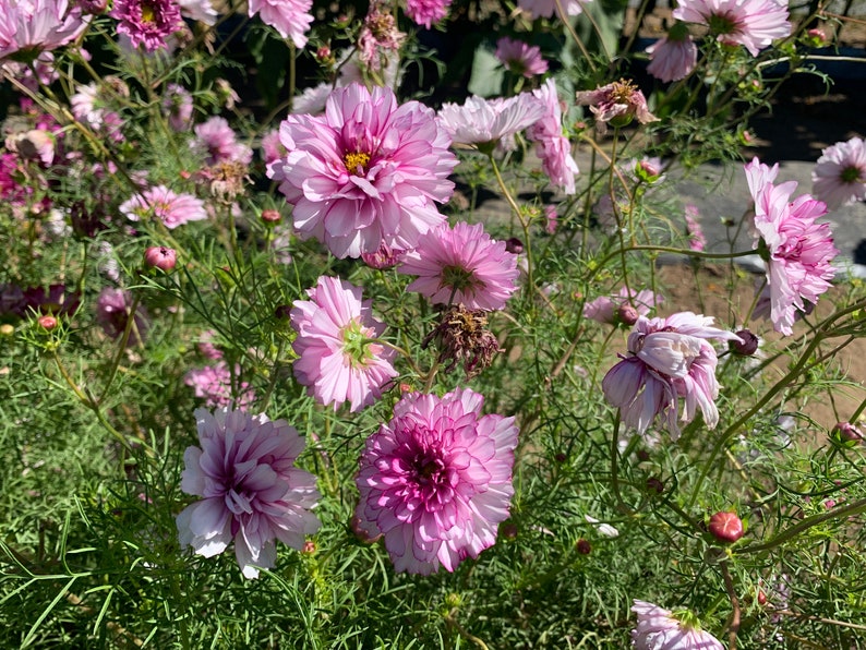 May include: A close-up of a cluster of pink cosmos flowers in bloom. The flowers have delicate petals and a vibrant pink hue.